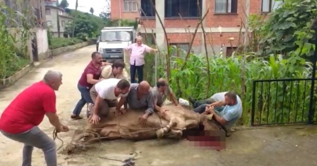 Rodeo'yu aratmadı, Trabzon’da korkutan anlar! 2