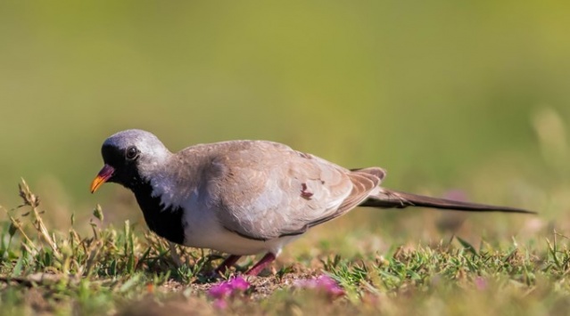 Fotoğraf tutkunu cumhuriyet savcısı 358’inci kuş türünü belgeledi 5