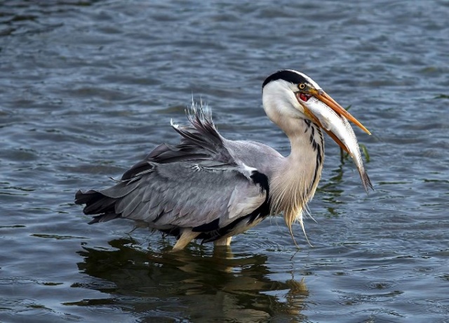 Fotoğraf tutkunu cumhuriyet savcısı 358’inci kuş türünü belgeledi 10