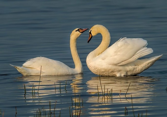Fotoğraf tutkunu cumhuriyet savcısı 358’inci kuş türünü belgeledi 11