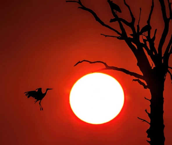 Fotoğraf tutkunu cumhuriyet savcısı 358’inci kuş türünü belgeledi 4