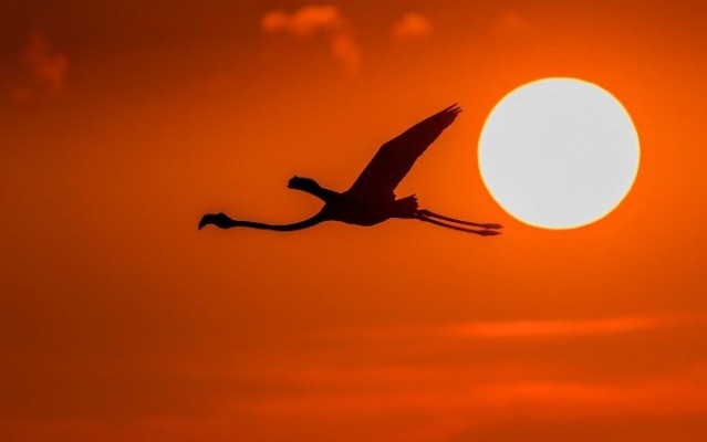 Fotoğraf tutkunu cumhuriyet savcısı 358’inci kuş türünü belgeledi 1