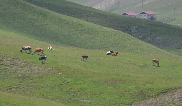 Taşköprü Yaylası, ziyaretçilerini ağırlıyor 7