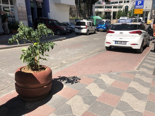 Artvin'de cadde ortasında ilginç görüntü 5