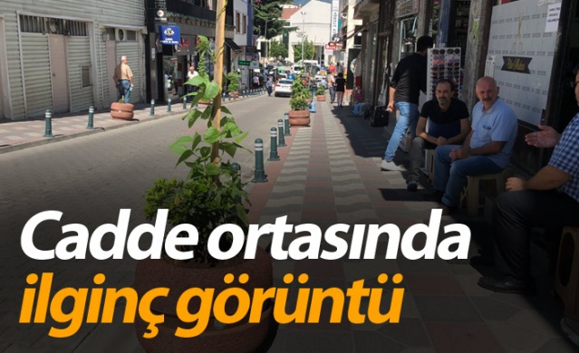 Artvin'de cadde ortasında ilginç görüntü 1