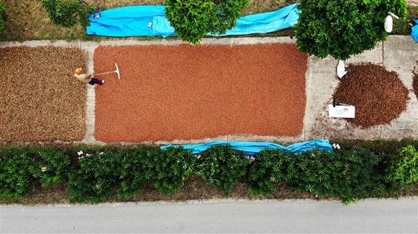 Fındıklarını kurutmak için 100 kilometre yol gidiyorlar 3