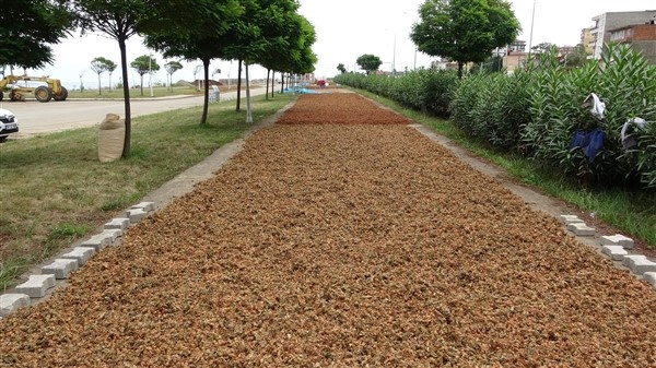Fındıklarını kurutmak için 100 kilometre yol gidiyorlar 14