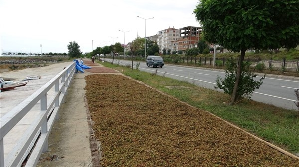 Fındıklarını kurutmak için 100 kilometre yol gidiyorlar 12