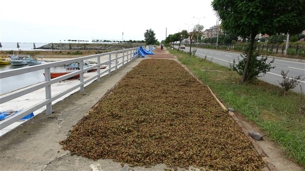 Fındıklarını kurutmak için 100 kilometre yol gidiyorlar 10