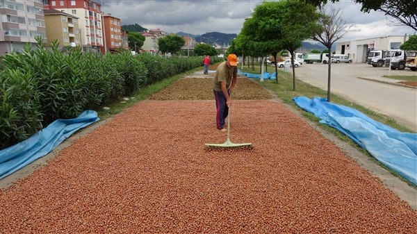 Fındıklarını kurutmak için 100 kilometre yol gidiyorlar 5