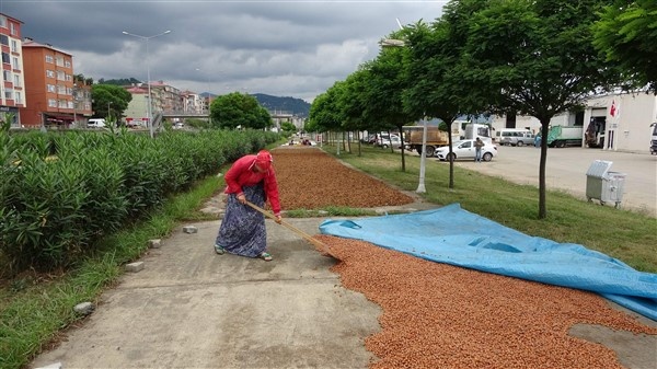 Fındıklarını kurutmak için 100 kilometre yol gidiyorlar 16
