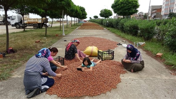 Fındıklarını kurutmak için 100 kilometre yol gidiyorlar 17