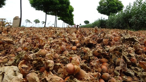 Fındıklarını kurutmak için 100 kilometre yol gidiyorlar 6