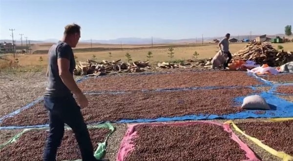 Fındıklarını kurutmak için 100 kilometre yol gidiyorlar 15
