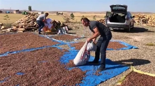 Fındıklarını kurutmak için 100 kilometre yol gidiyorlar 2
