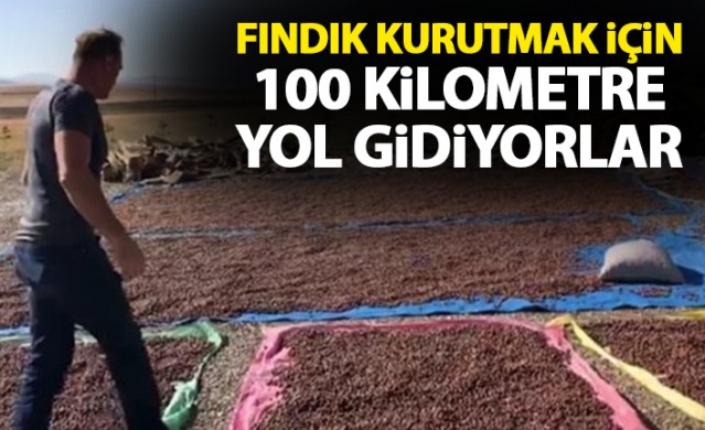Fındıklarını kurutmak için 100 kilometre yol gidiyorlar 1