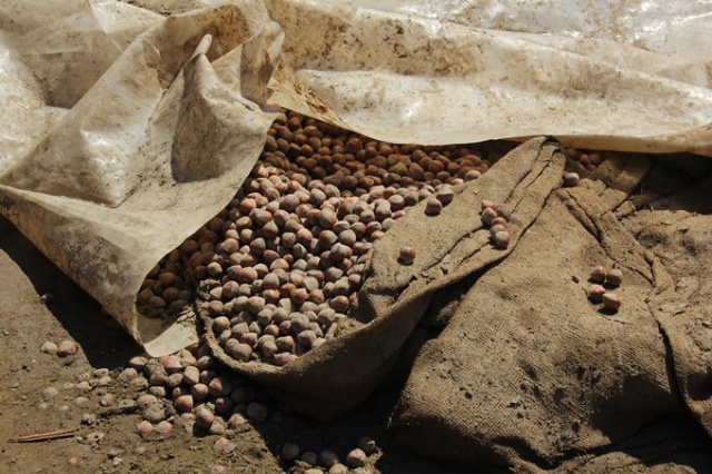 Felaket fındık üreticilerini de vurdu 7