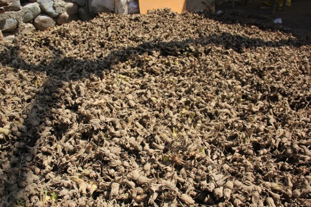 Felaket fındık üreticilerini de vurdu 6