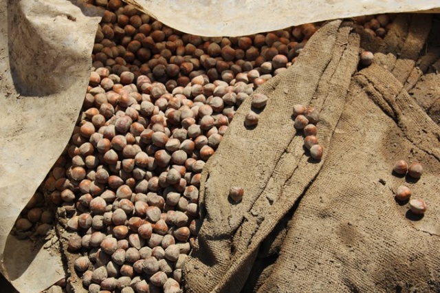 Felaket fındık üreticilerini de vurdu 5