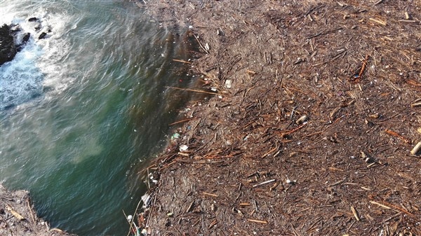 Denizin üstünü ağaçlar kapladı 13