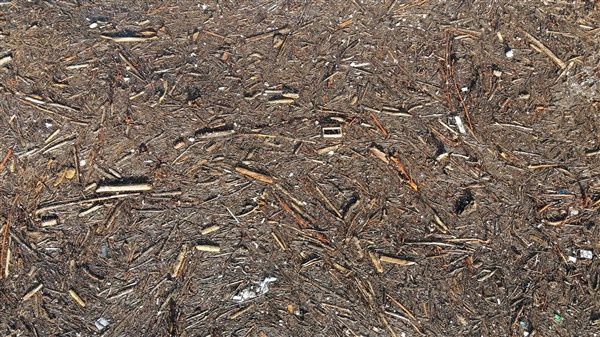 Denizin üstünü ağaçlar kapladı 10