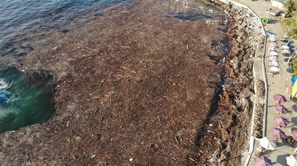 Denizin üstünü ağaçlar kapladı 16