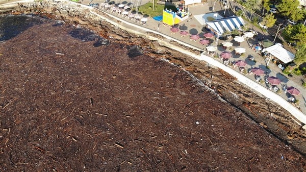 Denizin üstünü ağaçlar kapladı 4