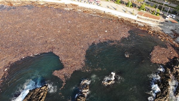 Denizin üstünü ağaçlar kapladı 5