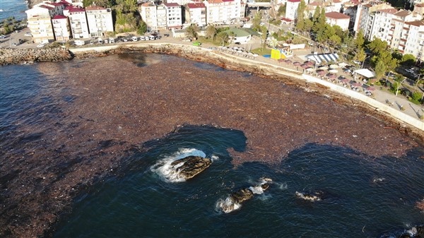 Denizin üstünü ağaçlar kapladı 11