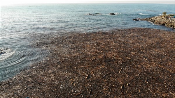 Denizin üstünü ağaçlar kapladı 8