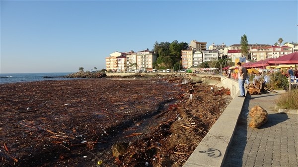 Denizin üstünü ağaçlar kapladı 6