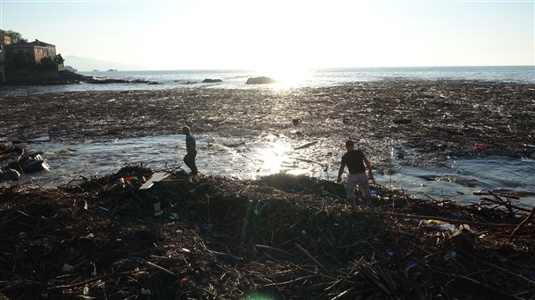 Denizin üstünü ağaçlar kapladı 2