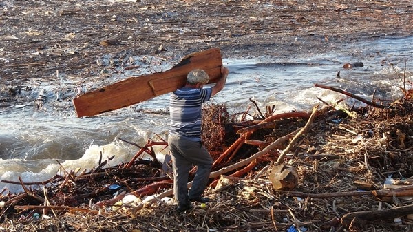 Denizin üstünü ağaçlar kapladı 18