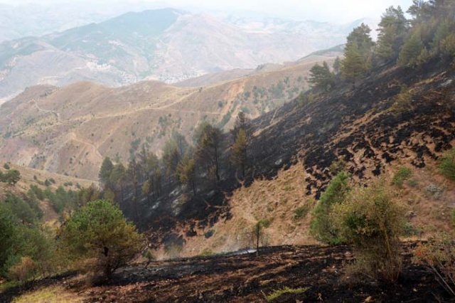 Doğu Karadeniz'de orman yangını 6