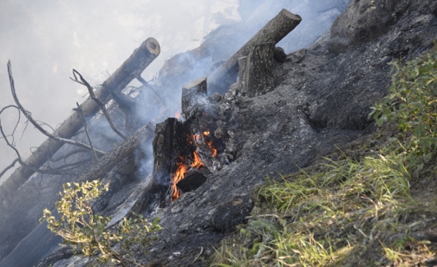 Artvin'de orman yangını 7