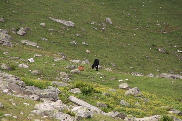 Piknikçilere tabelalı uyarı! Bakın ne yazdılar 13