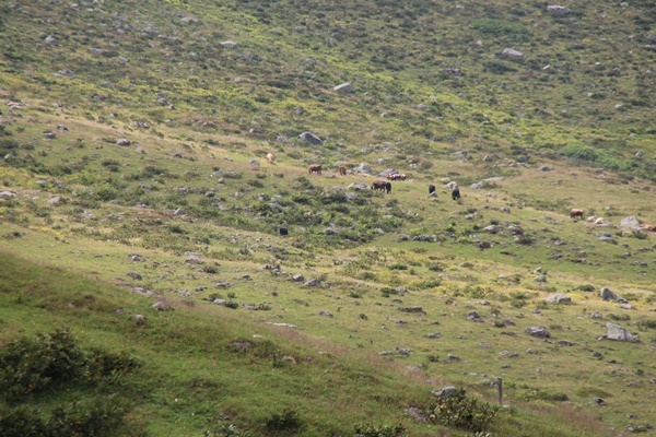 Piknikçilere tabelalı uyarı! Bakın ne yazdılar 7