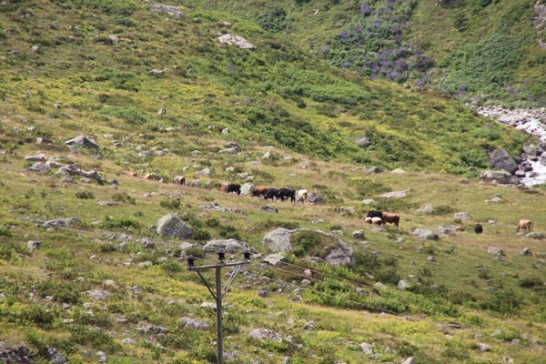 Piknikçilere tabelalı uyarı! Bakın ne yazdılar 9