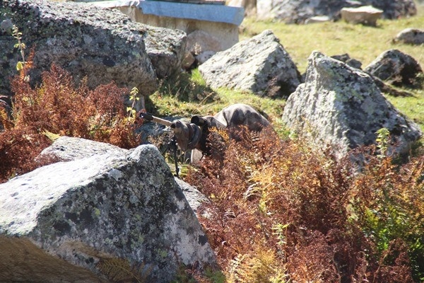 Komando timlerinden Karadeniz'de sıkı güvenlik 2