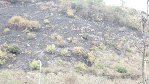 Trabzon'daki yangının hasarı gün ağırınca ortaya çıktı 3