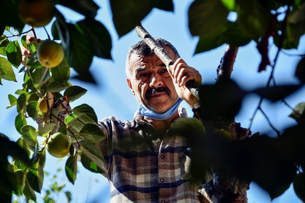 Gümüşhane'de Trabzon Hurması yetiştirildi. 2