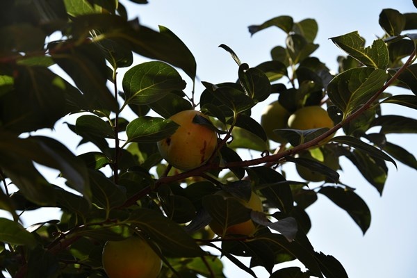 Gümüşhane'de Trabzon Hurması yetiştirildi. 6