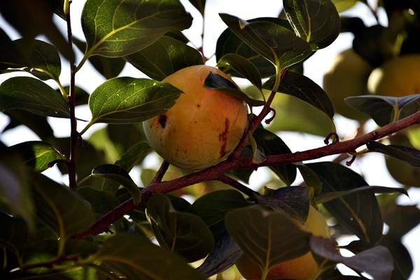Gümüşhane'de Trabzon Hurması yetiştirildi. 9