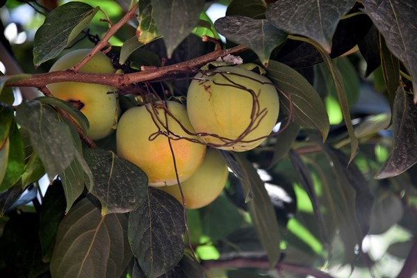 Gümüşhane'de Trabzon Hurması yetiştirildi. 5