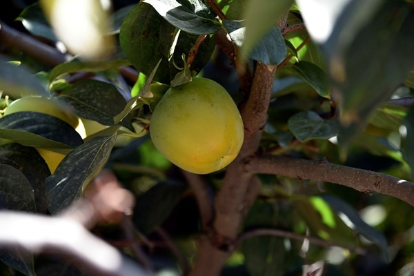 Gümüşhane'de Trabzon Hurması yetiştirildi. 3