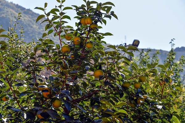 Gümüşhane'de Trabzon Hurması yetiştirildi. 10