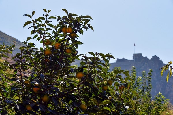Gümüşhane'de Trabzon Hurması yetiştirildi. 8