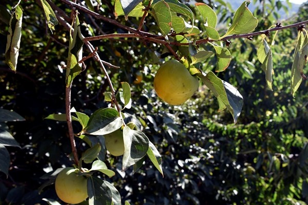 Gümüşhane'de Trabzon Hurması yetiştirildi. 4