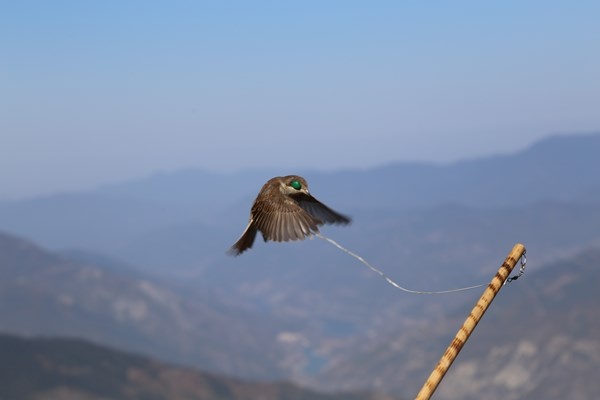 Artvin'de sezonun son atmaca avı yapıldı 2