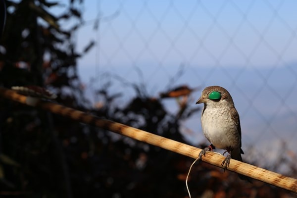 Artvin'de sezonun son atmaca avı yapıldı 3